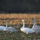 Singschwan – Marsch