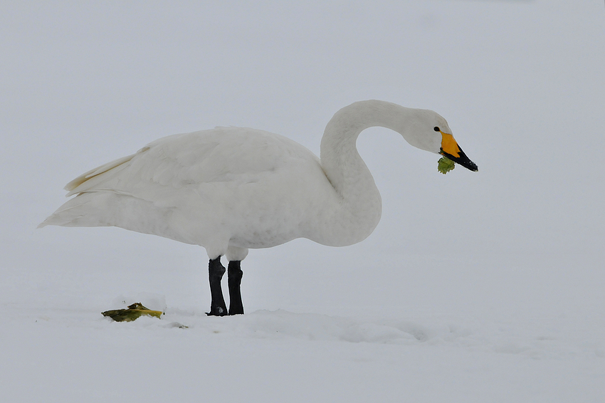 Singschwan - noch ist Raps da