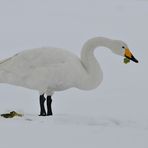 Singschwan - noch ist Raps da