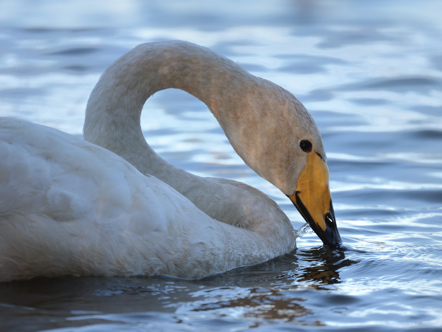 Singschwan (Oberlausitz)