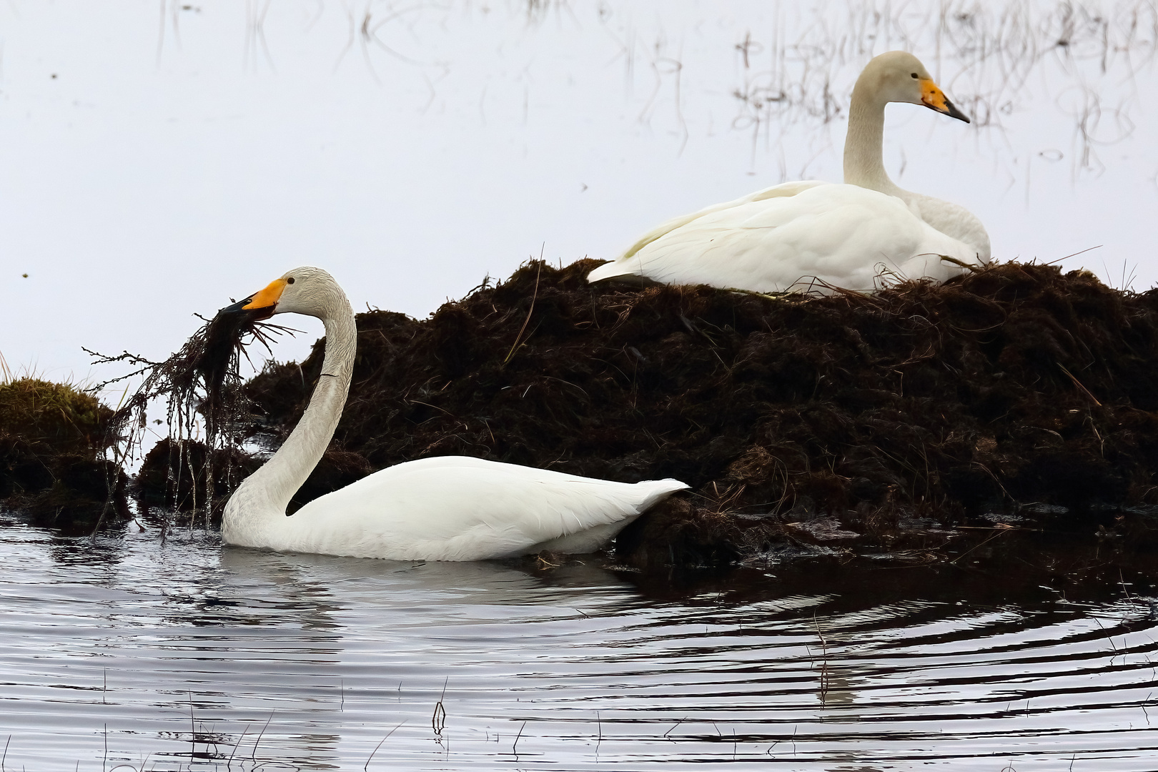 Singschwan-Paar