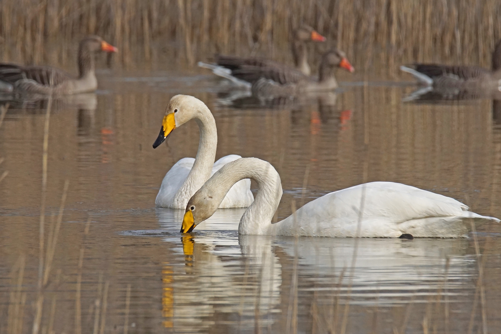 Singschwan-Paar (Cygnus cygnus)