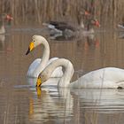 Singschwan-Paar (Cygnus cygnus)