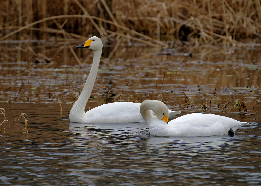 Singschwan-Pärchen