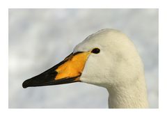 Singschwan-Portrait