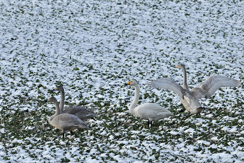 Singschwan - Rapp(s)en