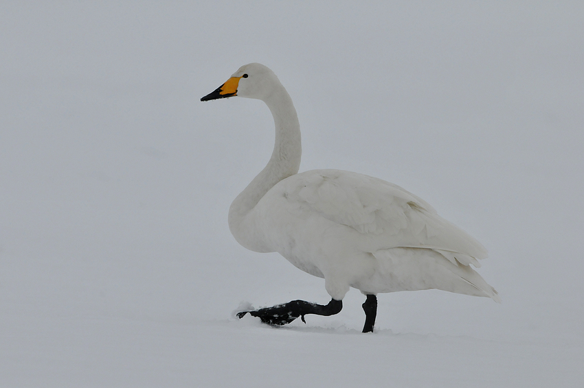 Singschwan - Schneeschritt