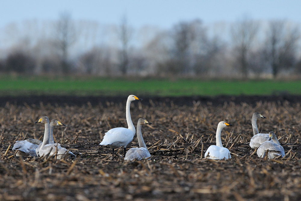 Singschwan – Sechser