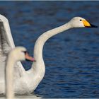 Singschwan startet durch