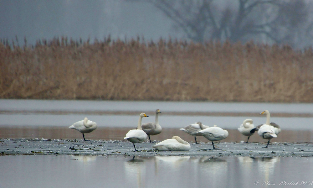 Singschwan-Tage