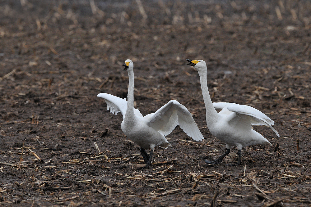 Singschwan – Tanz 01