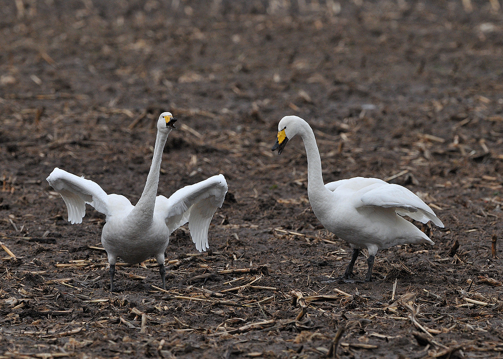 Singschwan – Tanz 03