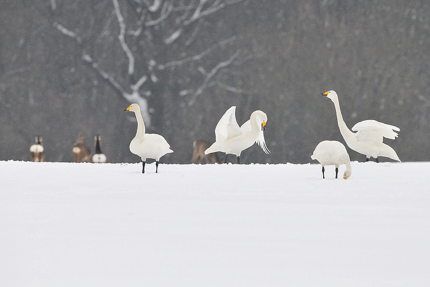 Singschwan-Tanz mit Rehrücken