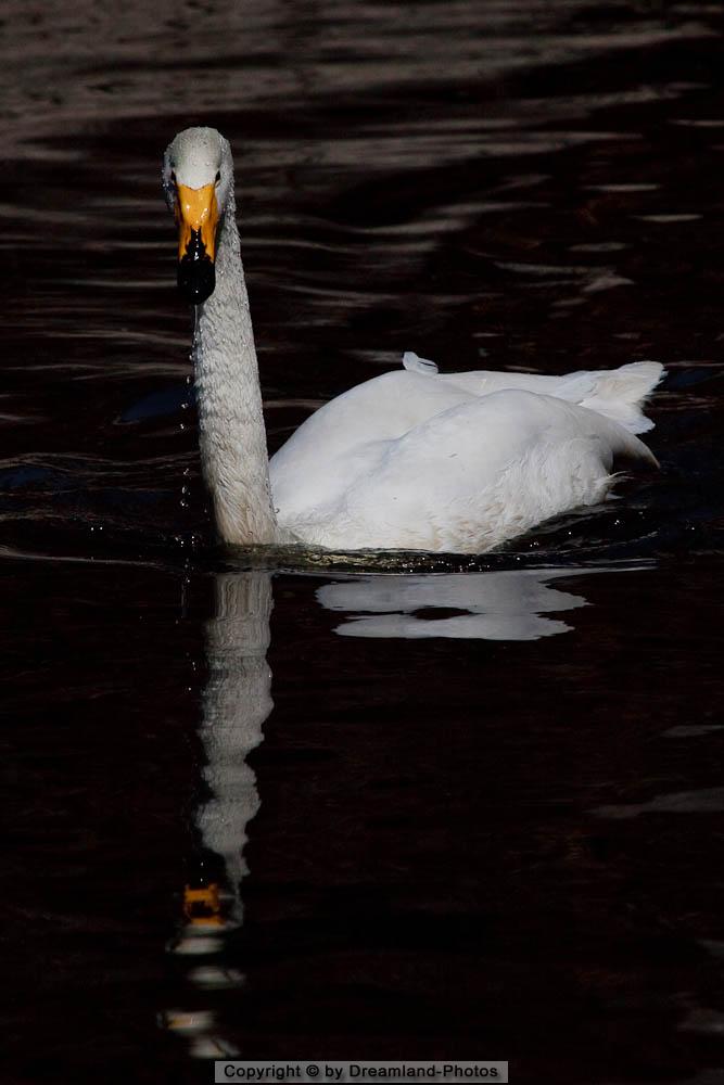 Singschwan, Tierpark Goldau, Schweiz