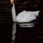 Singschwan, Tierpark Goldau, Schweiz