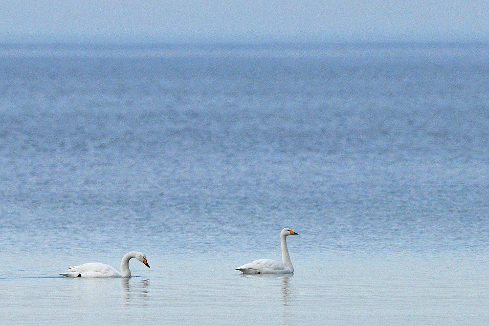 Singschwan – Winterabschied 01