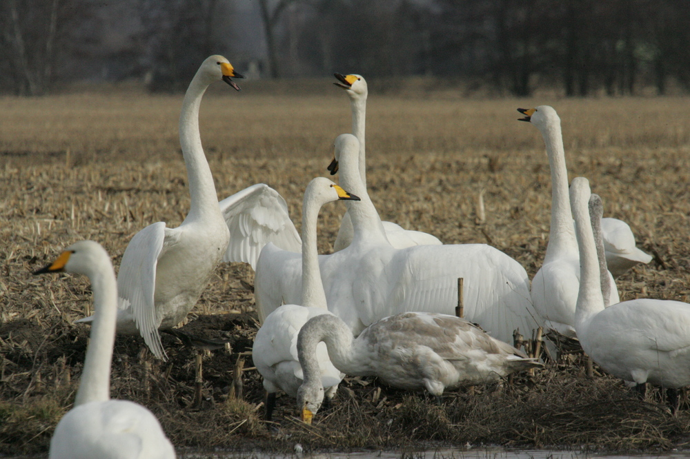 Singschwanbalz