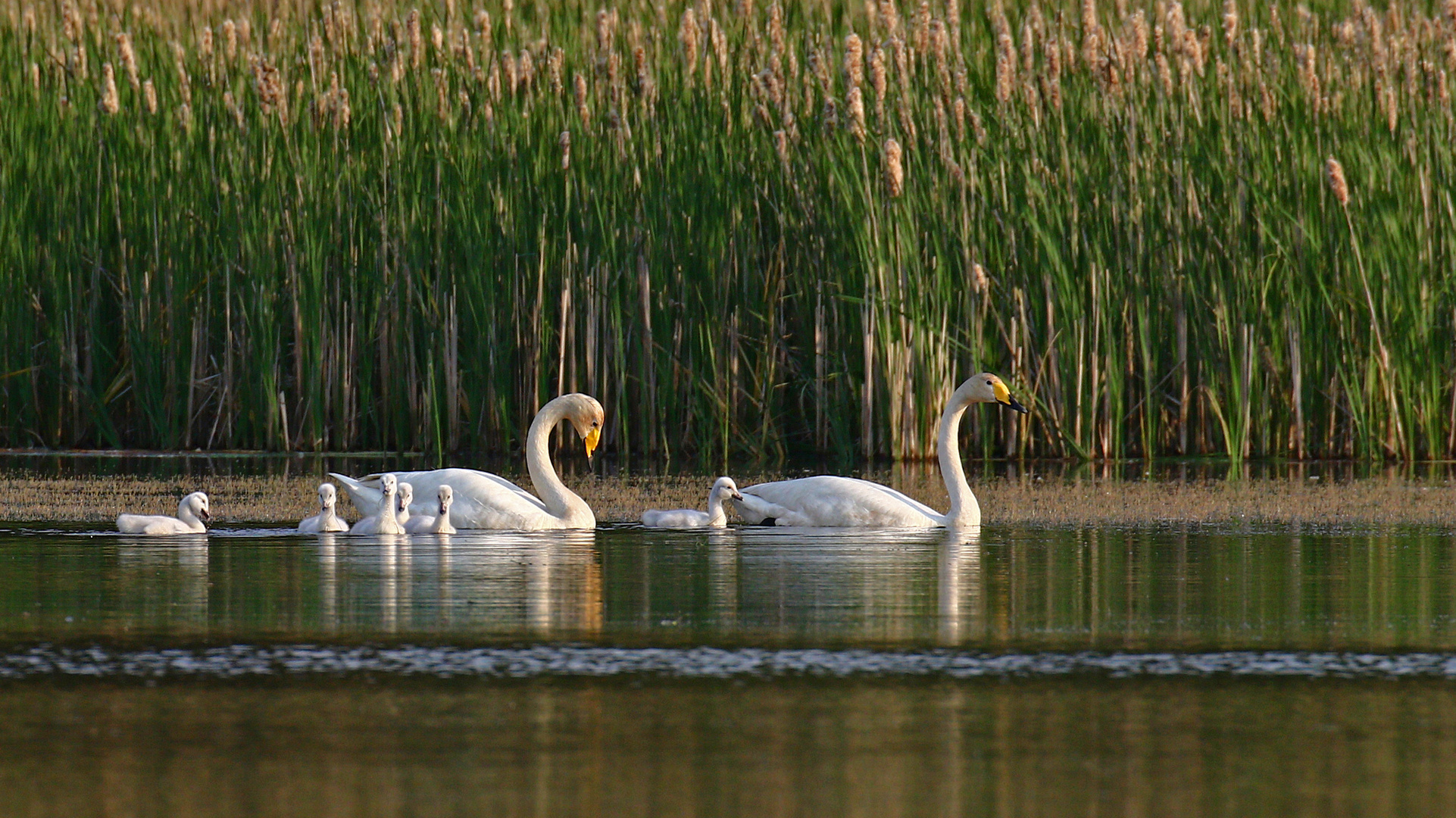 Singschwanfamilie