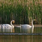 Singschwanfamilie