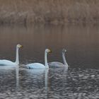 Singschwanfamilie