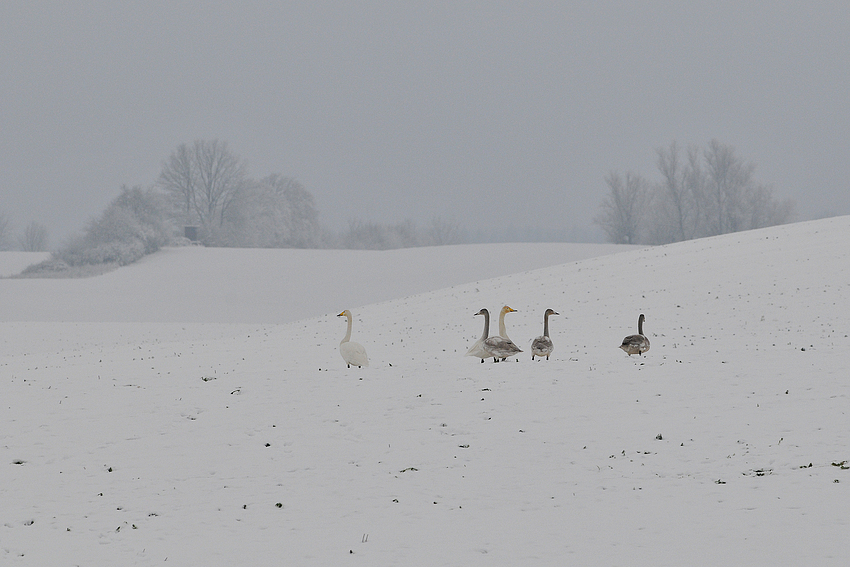 Singschwanfamilie im Schnee