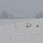 Singschwanfamilie im Schnee