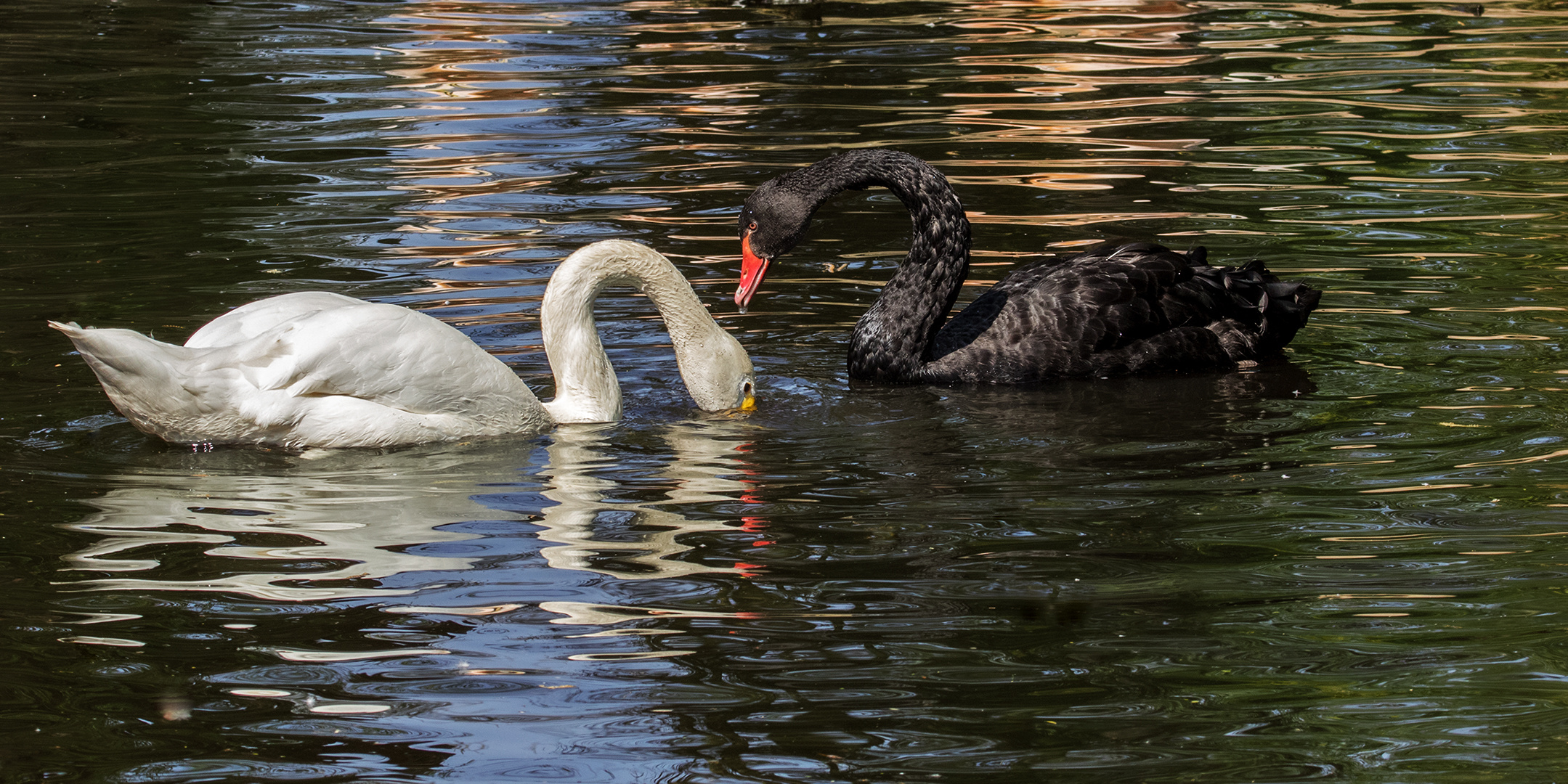 Singschwan,Trauerschwan 001 