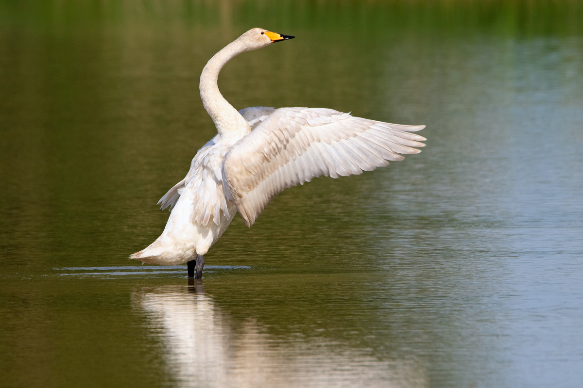 Singt der Schwan im Mai...