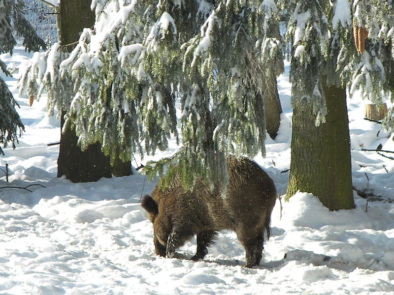 Singularis Porcus / Wildschwein