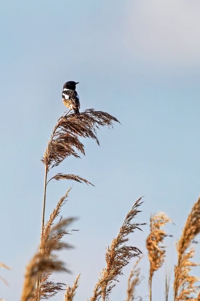 Singvögel