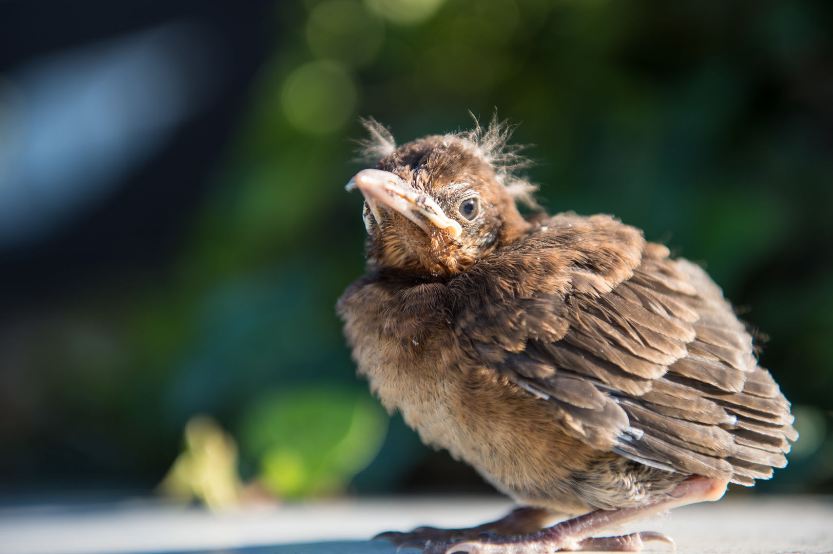 Singvögel der Heimat    .DSC_0017