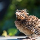 Singvögel der Heimat    .DSC_0017