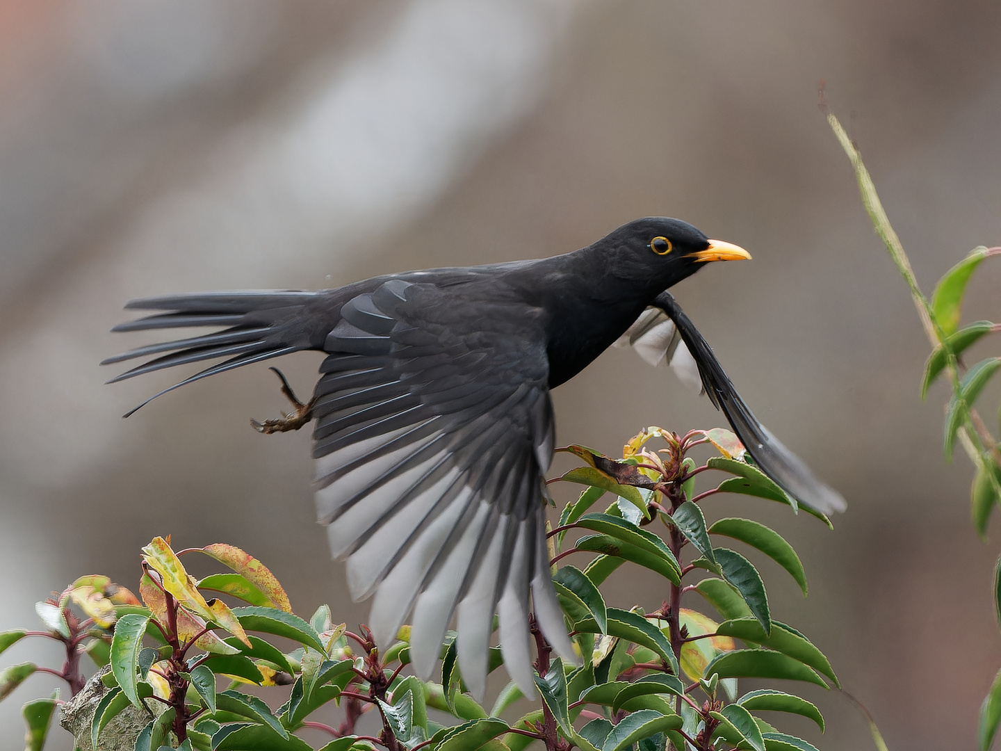 Singvögel im Garten - Amsel