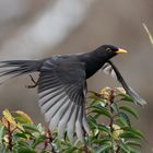 Singvögel im Garten - Amsel