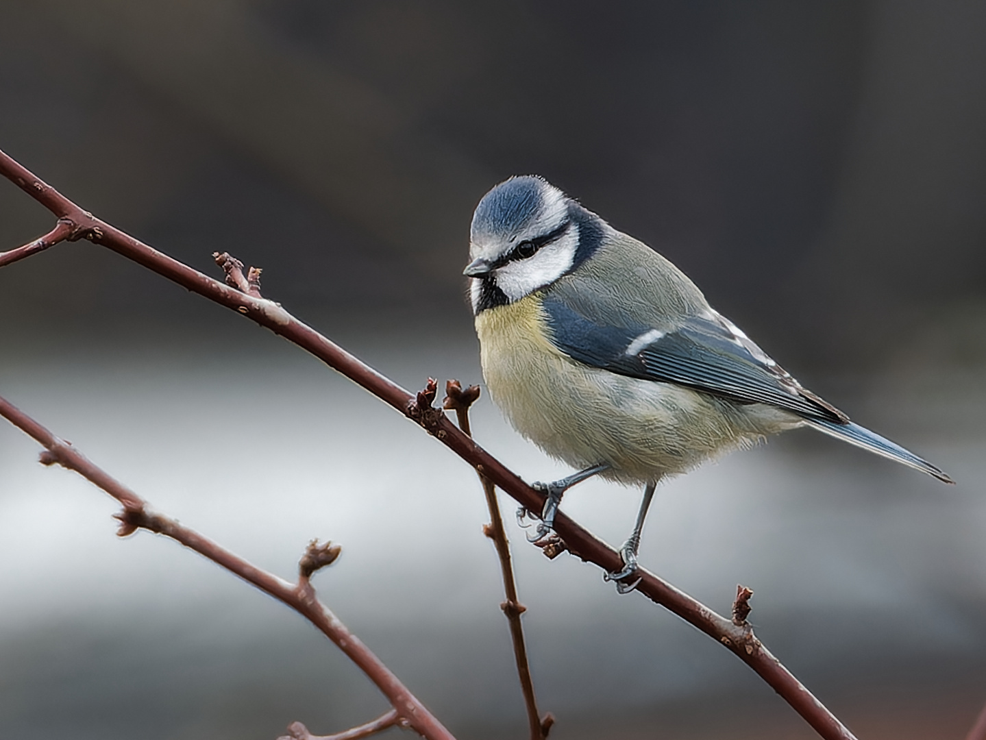 Singvögel im Garten - Blaumeise