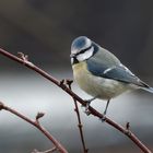 Singvögel im Garten - Blaumeise