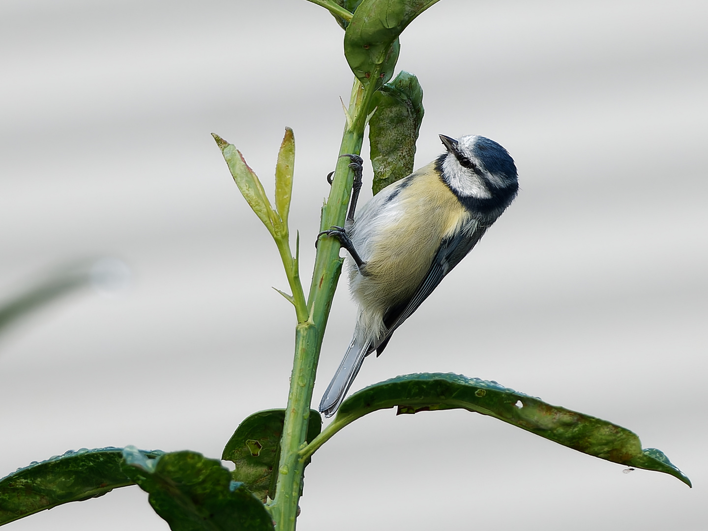 Singvögel im Garten - Blaumeise