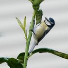 Singvögel im Garten - Blaumeise