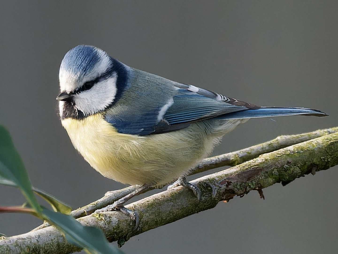 Singvögel im Garten- Blaumeise 