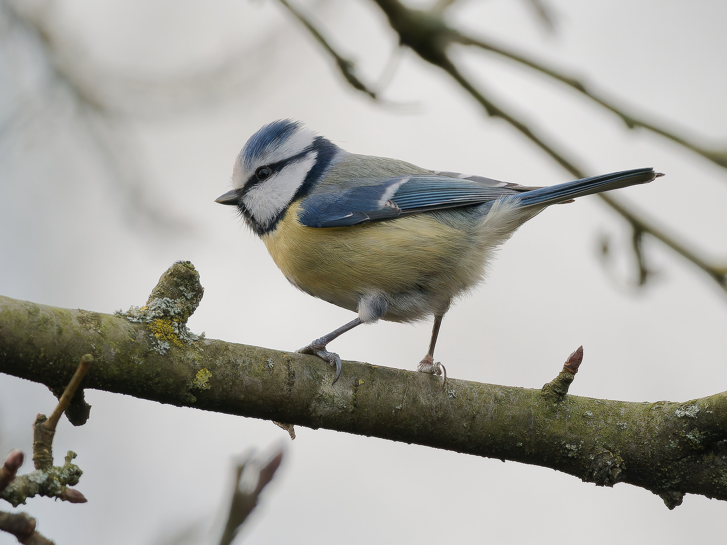 Singvögel im Garten - Blaumeise