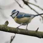 Singvögel im Garten - Blaumeise