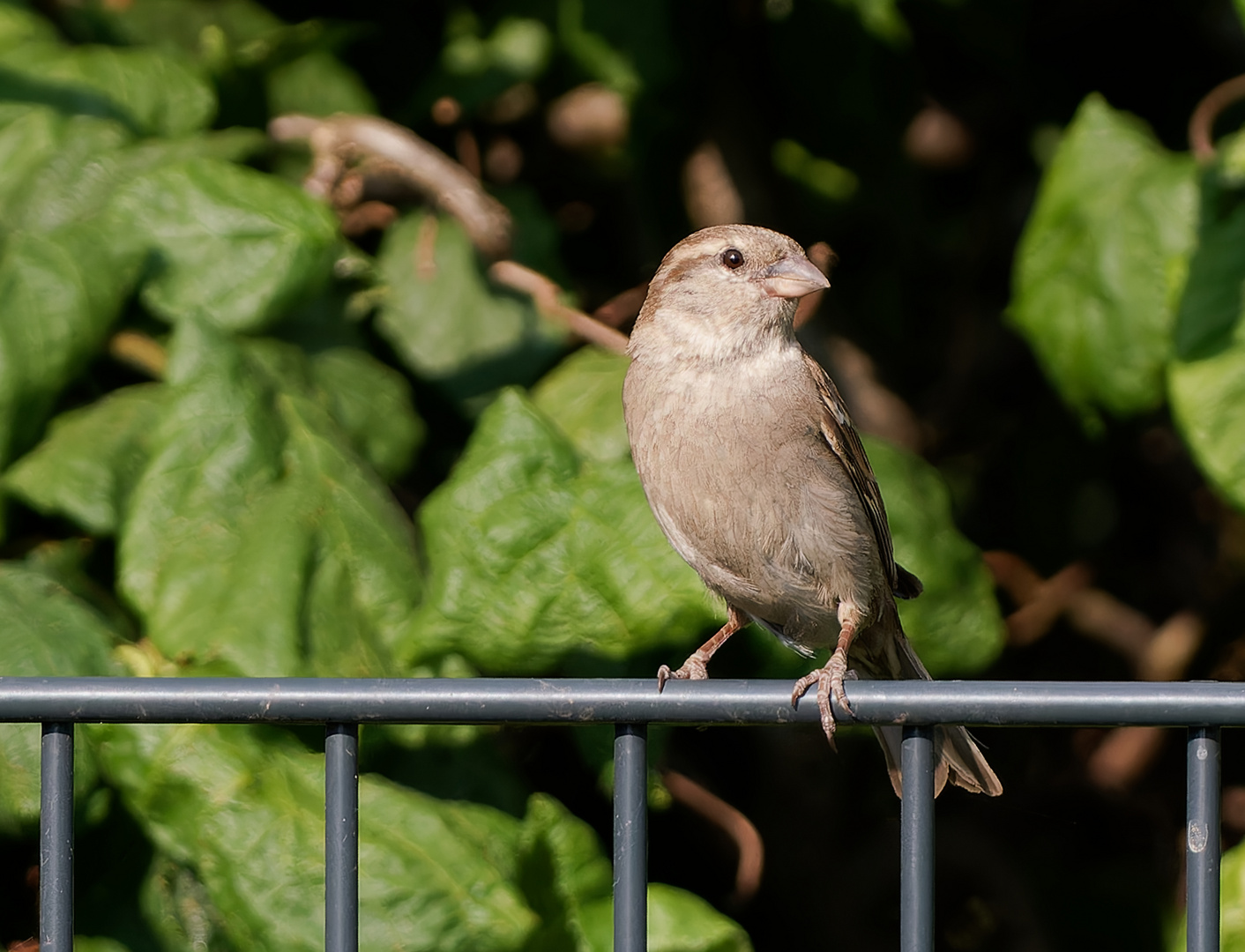 Singvögel im Garten Buchfink Foto & Bild natur, tiere, wildlife