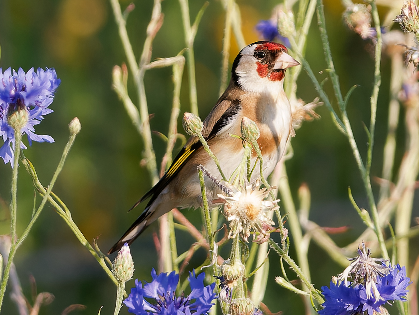 Singvögel im Garten - Distelfink