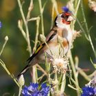 Singvögel im Garten - Distelfink