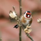 Singvögel im Garten - Distelfink