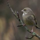 Singvögel im Garten - Grünfink
