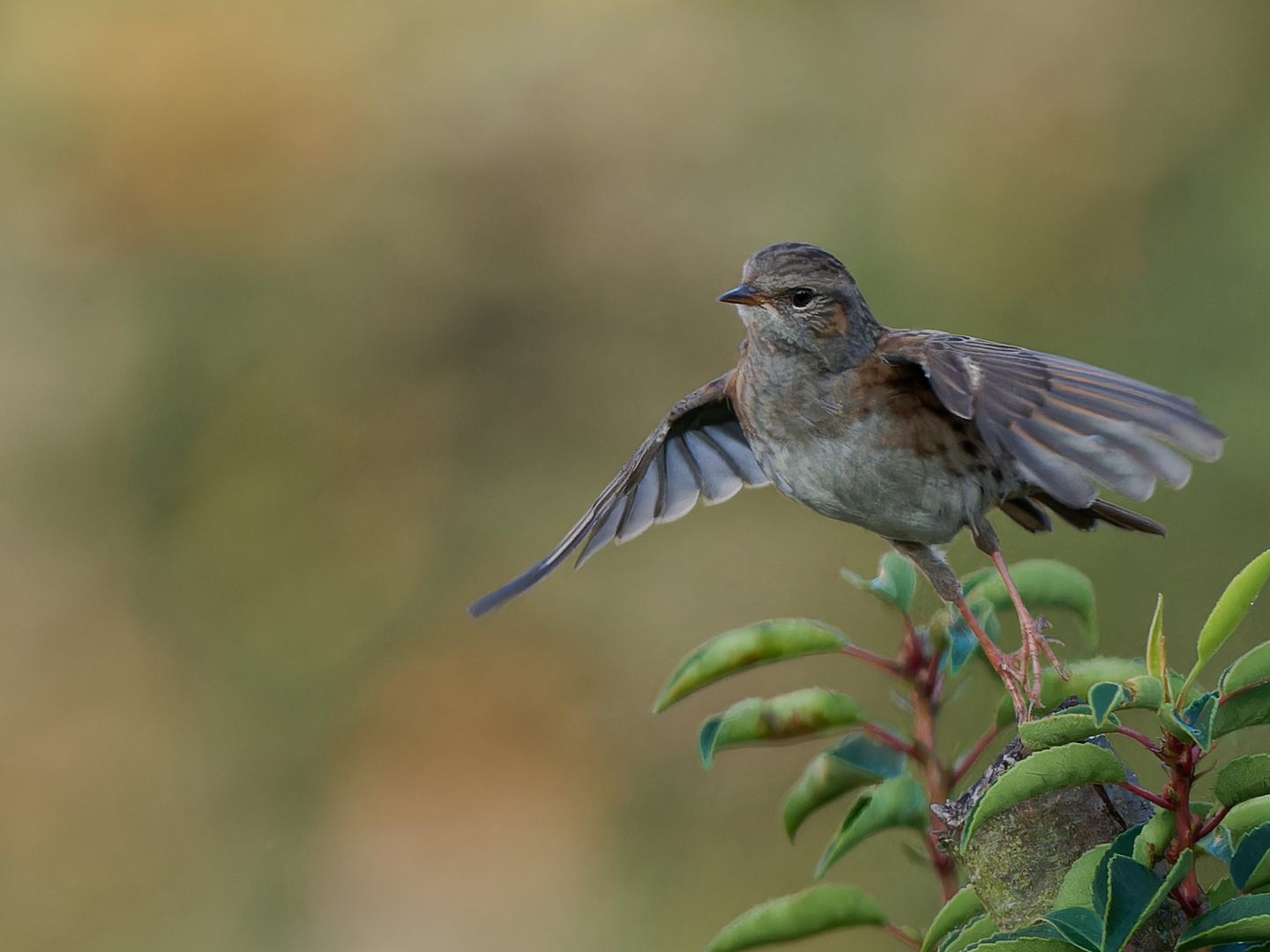 Singvögel im Garten- Heckenbraunelle 