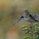 Singvögel im Garten- Heckenbraunelle 