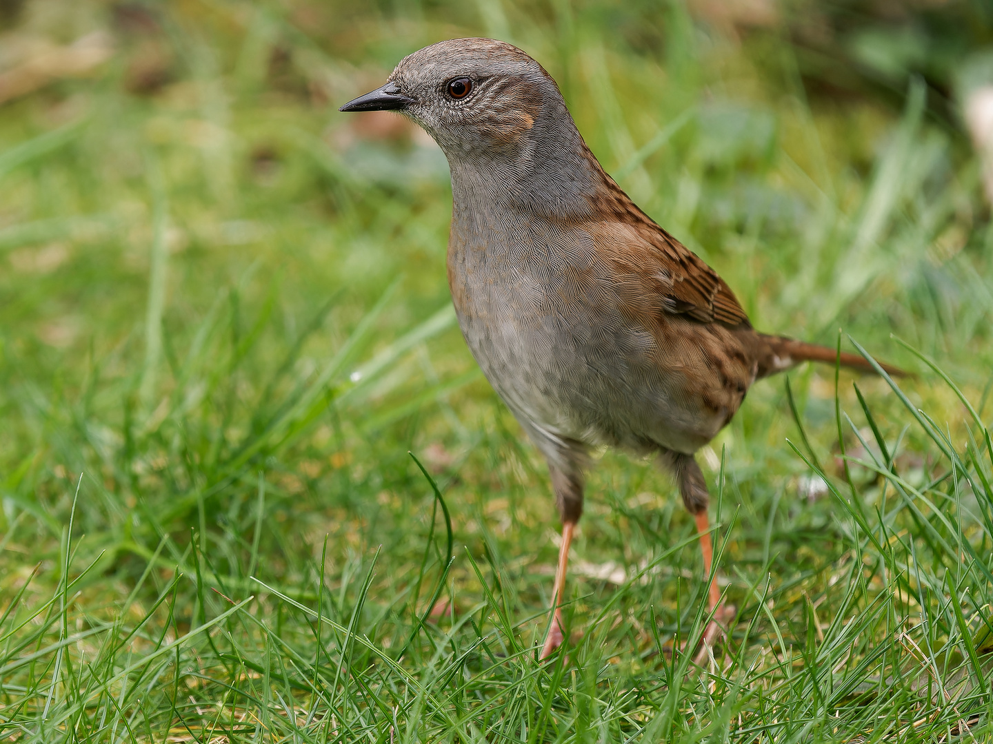 Singvögel im Garten - Heckenbraunelle Nahporträts