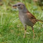 Singvögel im Garten - Heckenbraunelle Nahporträts